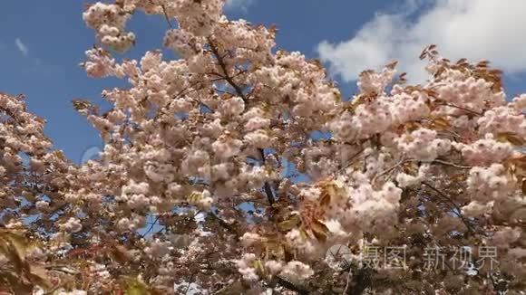 日本樱桃花多莉动视频