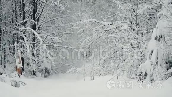 从四架直升机上拍摄自然森林视频