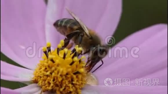 宇宙之花上的蜜蜂视频