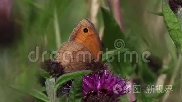 草甸褐蝶采蜜，花粉来自一个常见的结萍紫色花头，六月，苏格兰。