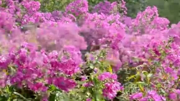 在花园里浇灌五颜六色的夏花视频