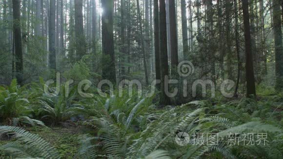 太平洋西北绿树森林地板视频