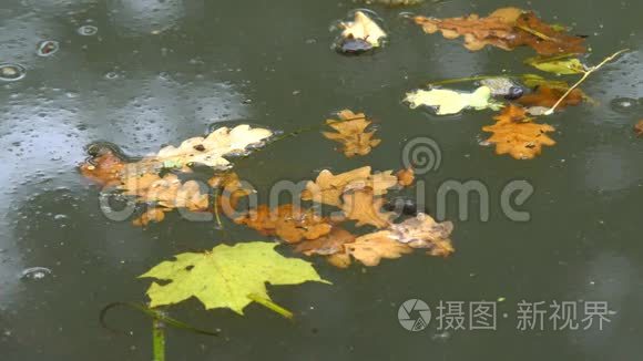 水面黄叶.