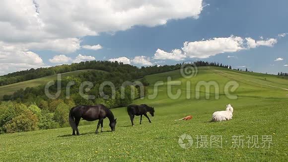 一群马在青山草地上自由活动