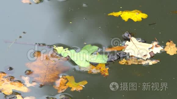 水面黄叶.