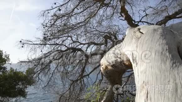 阳光明媚的法国里维埃拉的海松树干