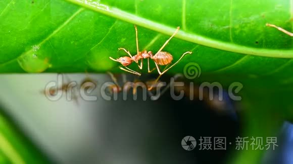 蚂蚁在芒果叶上侦察视频