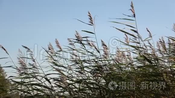 天斯托湖的性质视频