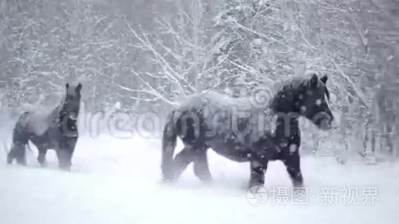 冬天暴风雪时，马在外面