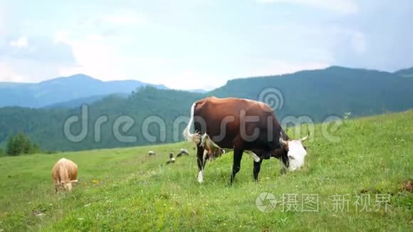 牛山动物视频