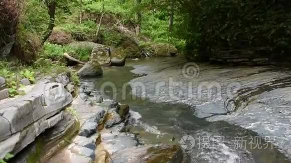 森林中的山叶和荒野中视频