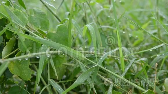 雨水落在绿色植物上视频