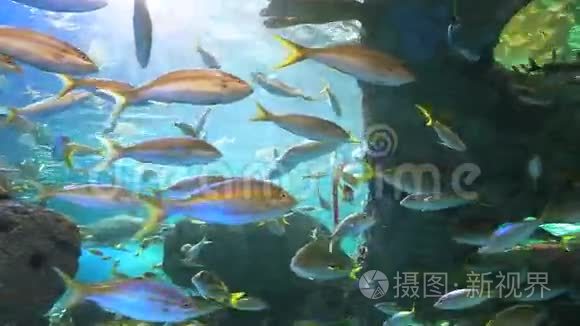 大型鱼群在珊瑚礁旁游泳视频