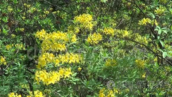 黄色杜鹃花视频