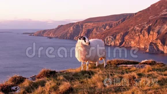 在爱尔兰多尼格尔郡的斯莱夫联盟悬崖上享受日落的羊