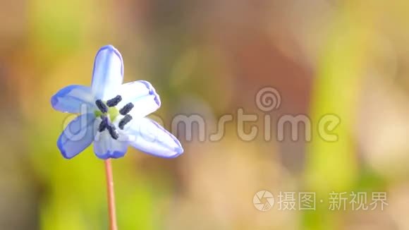 蓝色的雪花在初开视频