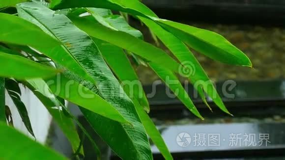 热带植物在雨中的叶子视频
