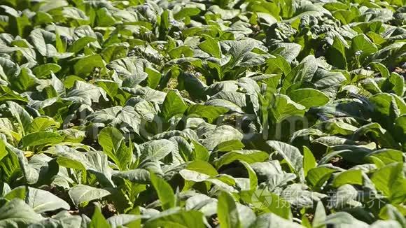 烟草农场和农民喷洒化肥视频