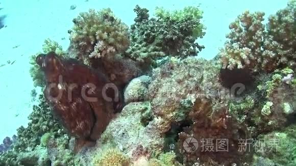 珊瑚礁上的章鱼视频