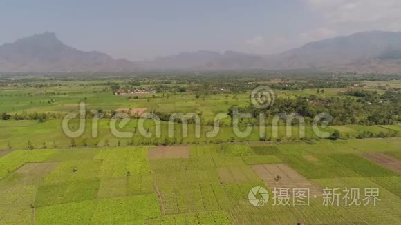 印度尼西亚的农业用地视频