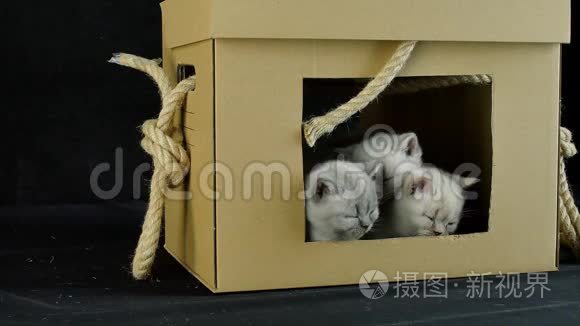 小猫玩纸板箱视频