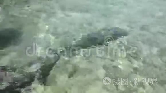 海豚在受控环境中游泳视频