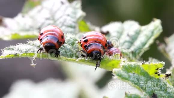 科罗拉多甲虫幼虫视频