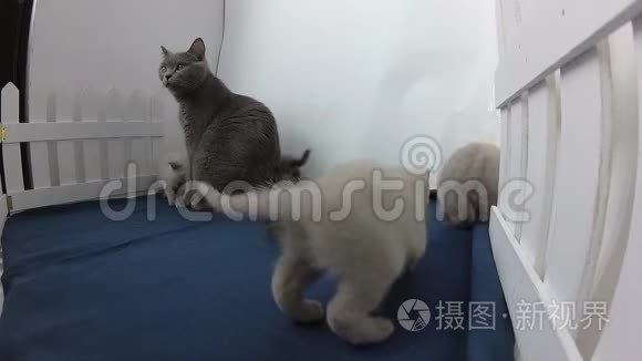 英国小猫靠近栅栏视频