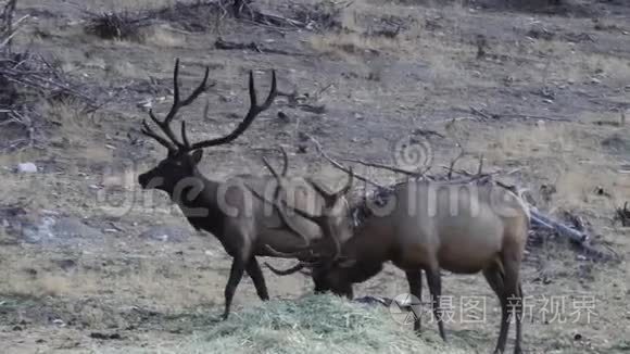 麋鹿在清晨喂食视频