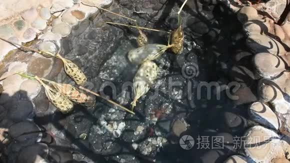 泰国人和外国人在温泉里煮鸡蛋视频