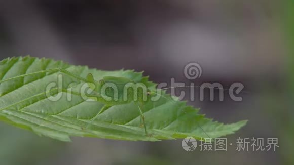 在草地上昆虫蚱蜢视频