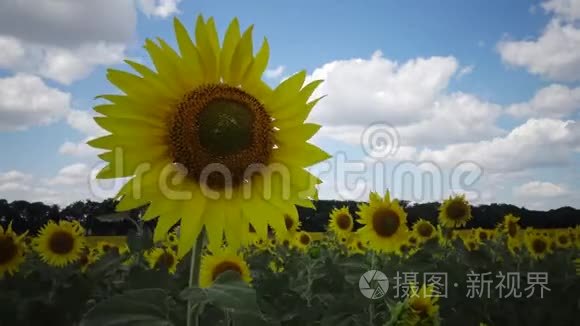 一片盛开的向日葵的田野.. 常见的向日葵海莲花..