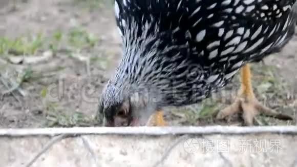 鸡在农场吃谷物视频