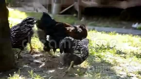 鸡在农场吃谷物视频