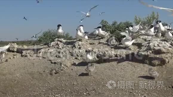 沙岛上一大群燕鸥中的幼鸟视频