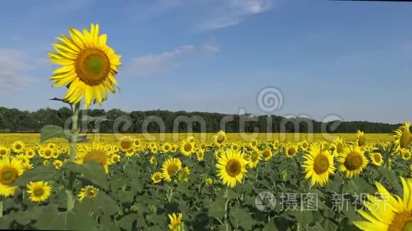 一片盛开的向日葵的田野.. 常见的向日葵海莲花..