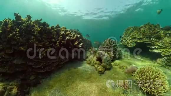 珊瑚礁和热带鱼视频