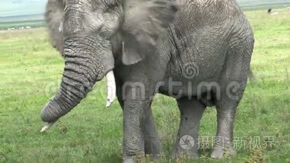 老非洲象在草原上放牧