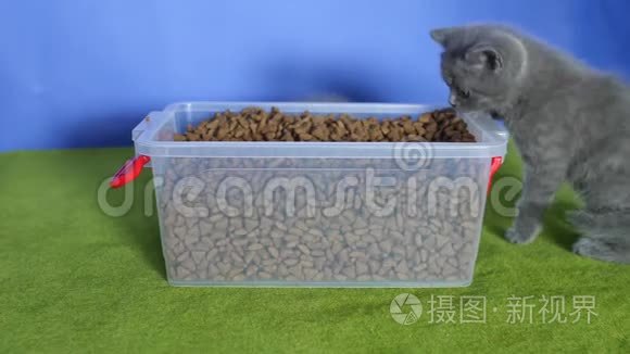 小猫从盒子里吃宠物食品视频