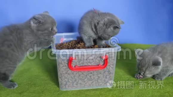 小猫从盒子里吃宠物食品视频