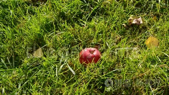 红苹果落在花园的草地上视频