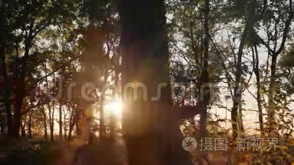 黎明或日出时秋季落叶林视频