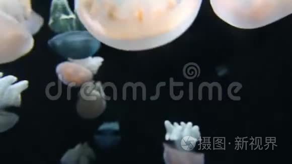 深黑色背景下漂浮的水母群视频