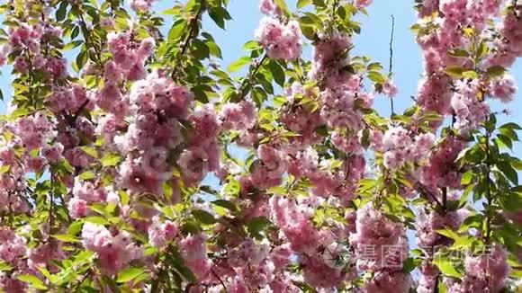 盛开的粉红色樱花树枝。 樱花春花