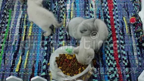 小猫从地板上吃宠物食品视频