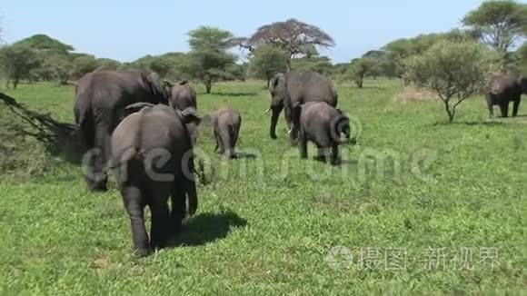 草原上放牧的非洲大象群视频