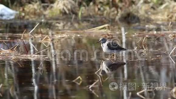 亚马尔半岛春季的木沙视频