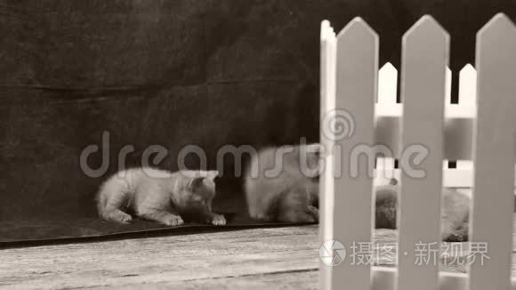 小猫在木栅栏附近玩耍视频