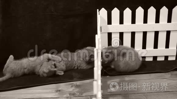 小猫在木栅栏附近玩耍视频