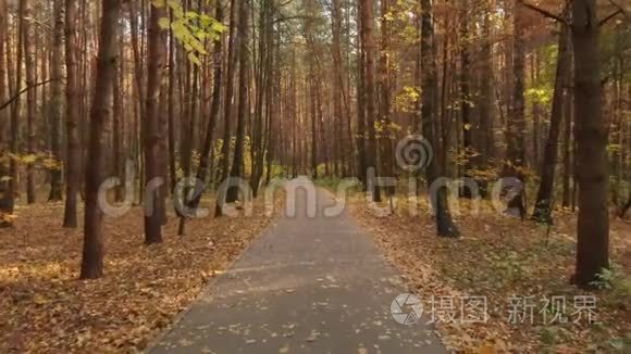 秋季落叶林沥青路视频